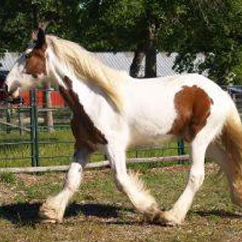 Horseback ride and swim st. Petersburg