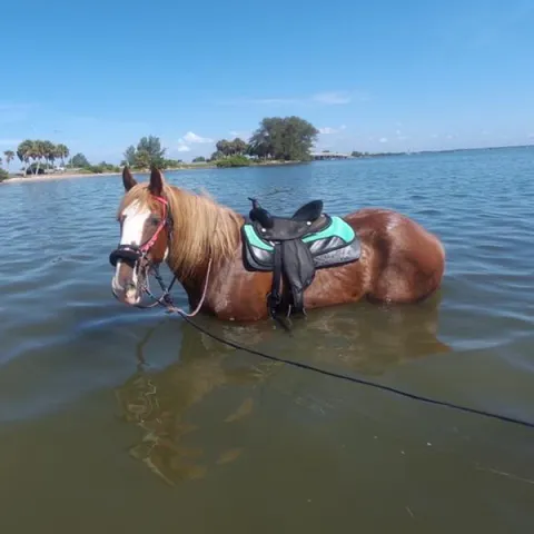 A horse standing in the water
