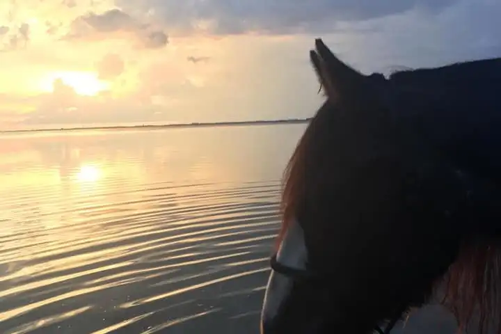 a close up of a horse on a beach